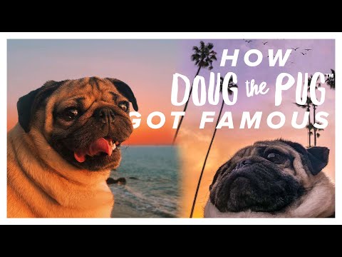 Video: How I Met Doug The Pug: A Saga