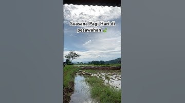 Suasana pagi Hari di pesawahan #suasanaalamdesa #desa #sawanspecial #nature #pemandanganalamdesa