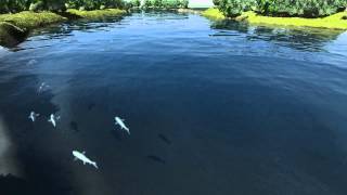 Salmon Behavior