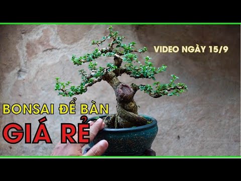 Video BONSAI MINI GIÁ RẺ GIÁ TỪ 200K BAO SHIP - youtube