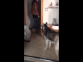 Perro habla con su dueño