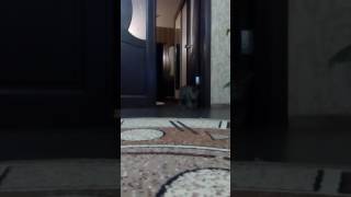 Видео Кот дренированный, вы такое ещё не видели! (автор: Алексей Чуйкевич)