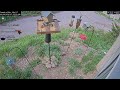 2026-06-05 - Night - Friends of Alta - Alta, UT - Live Stream Bird Feeder Cam (FiRN)