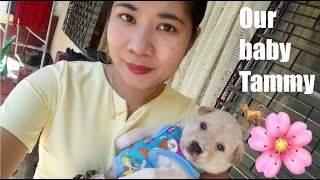 Our First Dog Named Tammy