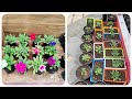 Garden Story (part-2) - Repotting Petunia Plants // पेटूनिया पौधों को दोबारा रोपना!!