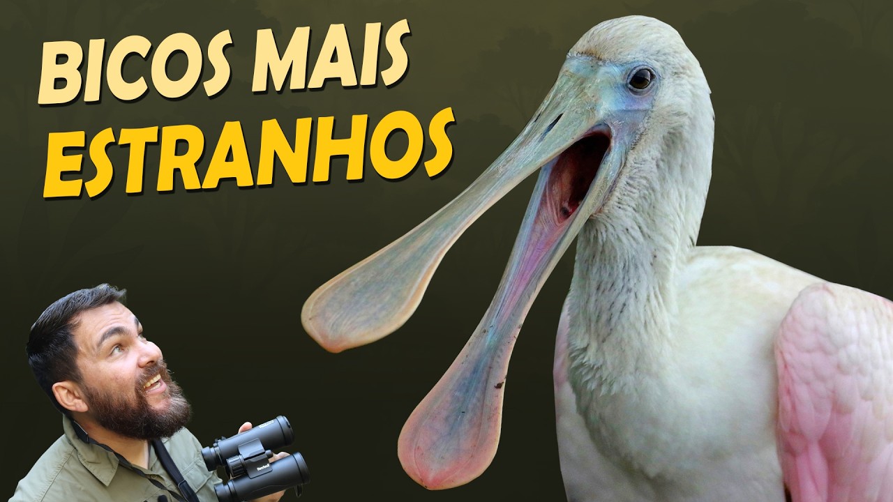 TOP 14 AVES com os BICOS MAIS ESTRANHOS do mundo!