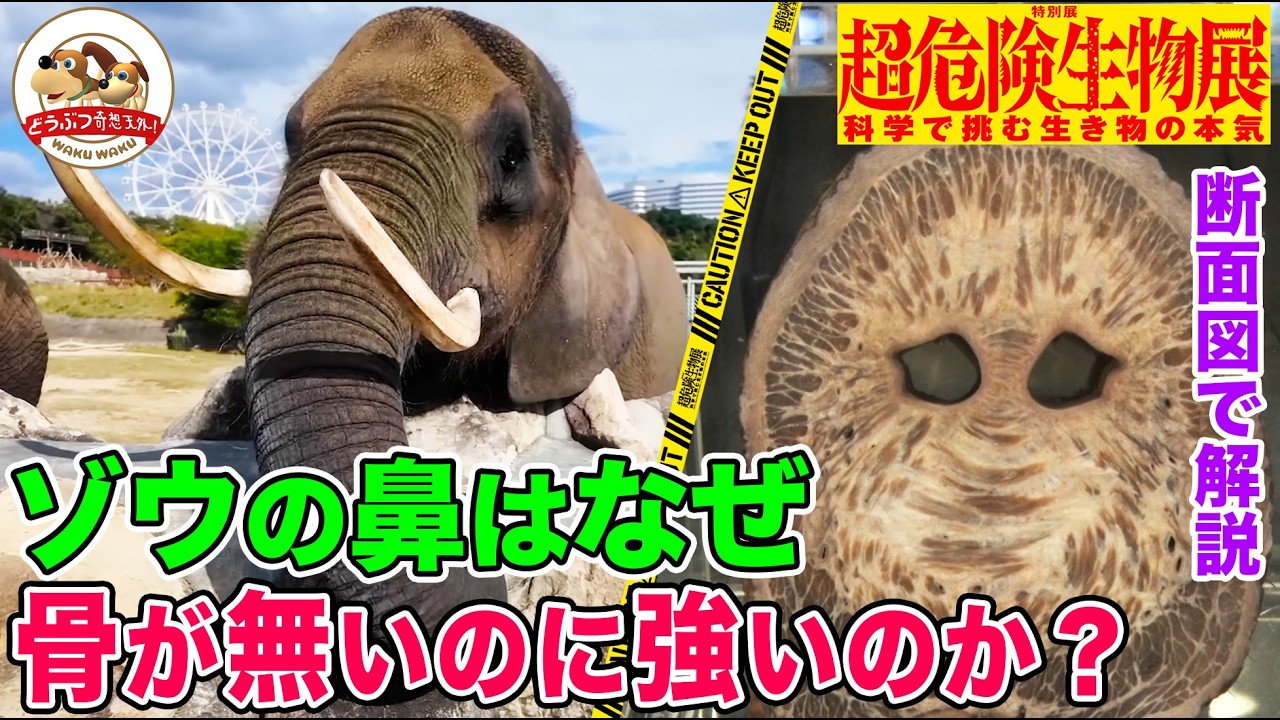 【国立科学博物館】「超危険生物展」の専門家が解説！なぜアフリカゾウの鼻は強くて自由自在なのか？骨から筋肉までお見せします【どうぶつ奇想天外／WAKUWAKU】