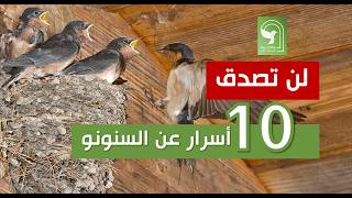 أسرار السنونو تعرف على 10 اسرار من حياة طائر السنونو المعجز