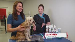 Trimming Dog s Face Paws
