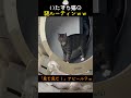 いたずら猫の謎ルーティンｗｗ