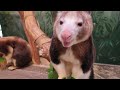 Lunchtime For Tree Kangaroos