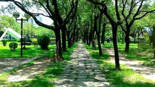 當下生活 .六月蟬叫聲