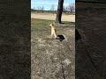 Sirin Clove 4/21/26 #germanshepherd #husky #scentwork