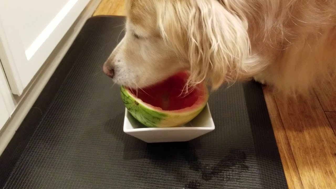 Funny Dog Knocks Over Bowl While Eating Out of Halved Watermelon