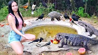 OS TEIÚS INVADIRAM O BEBEDOURO!,E AGORA DEU RUIM PRO ANIMAIS!😱😥🥵