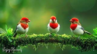 Beautiful Birds Singing in Forest • Calming Bird Sound, Healing Music for Blood Vessel, Relaxing #7
