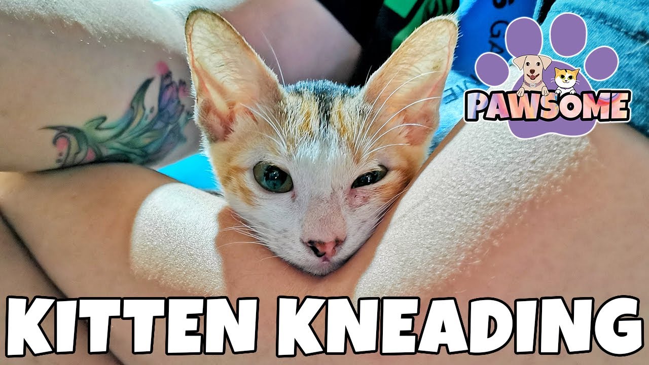 Pawsome Pawmily | Sweet Pola 🧡 Kitten Kneading