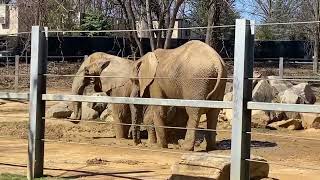 African Elephants Wallowing In Mud