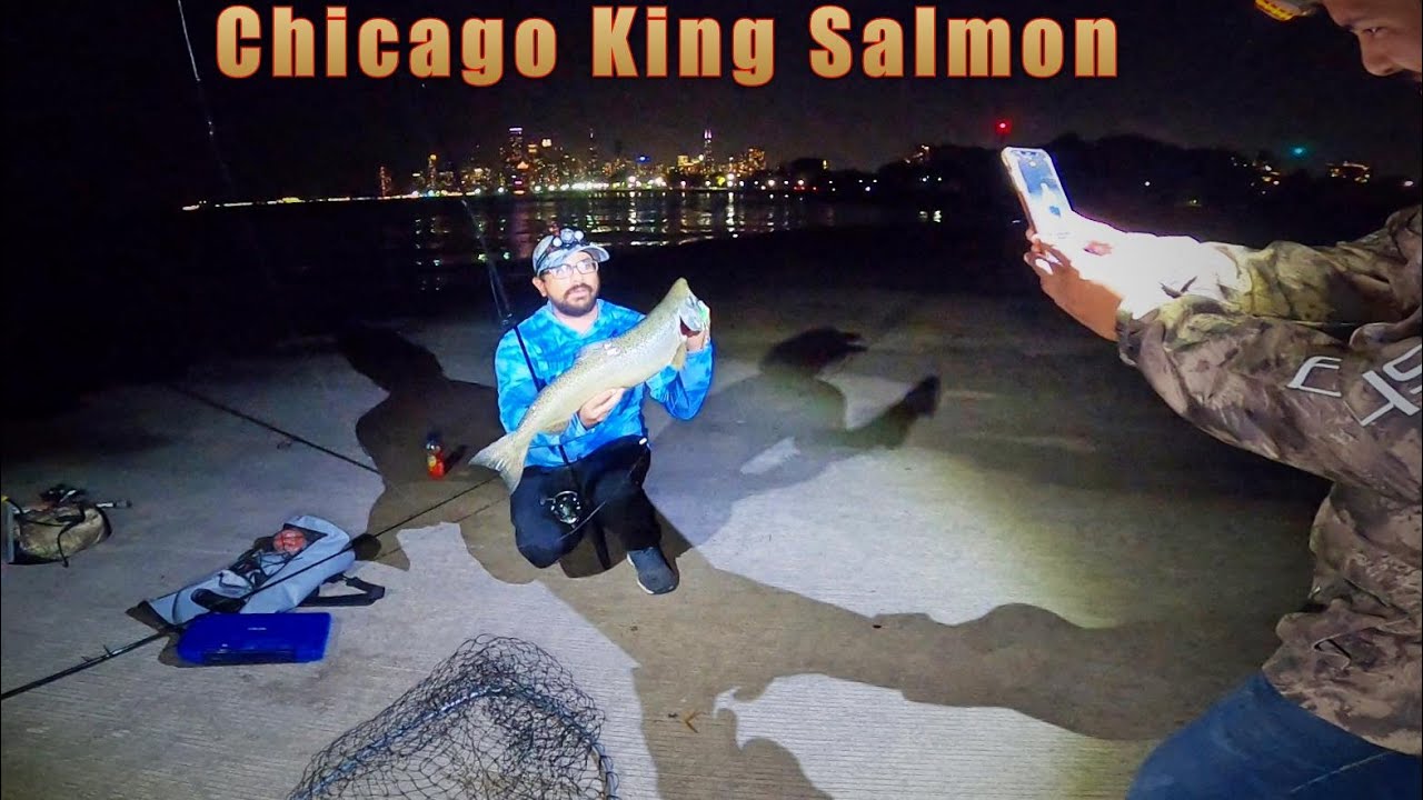 Чинук, королевский лосось, Чикаго, конец лета 2021 г.