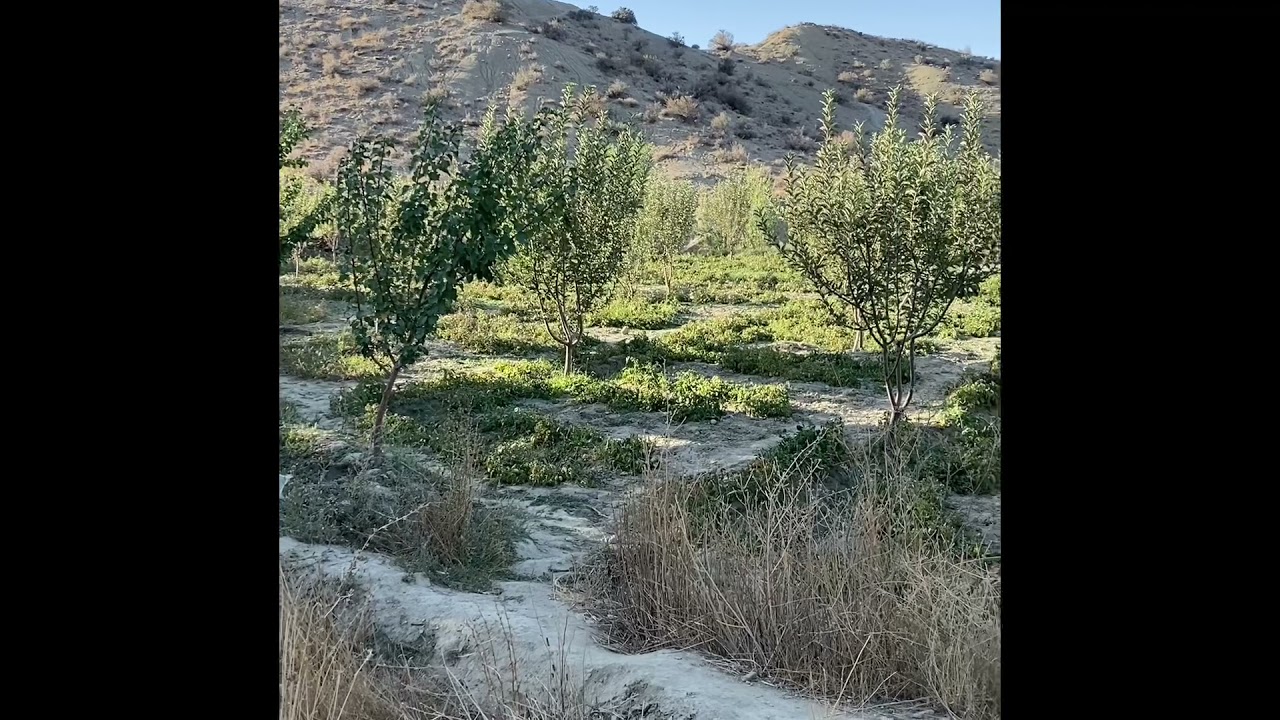 World’s famous apple gardens Pakistan(pishin