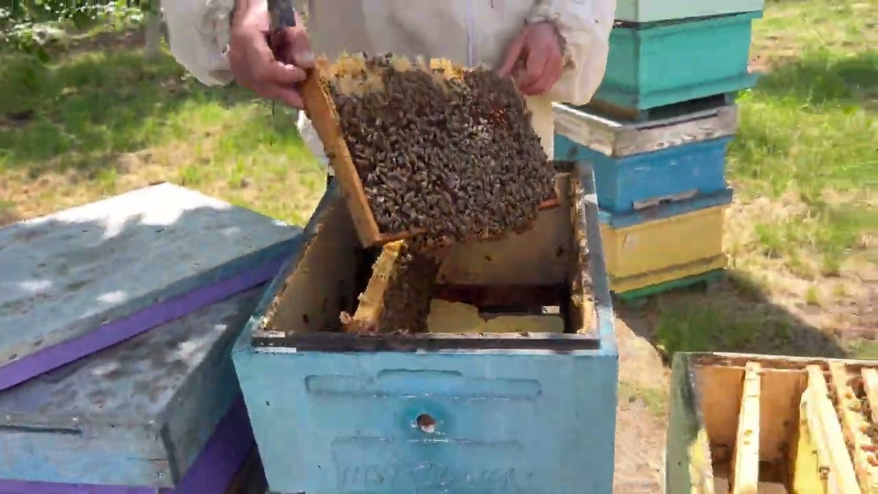 Подсадка племенных маток. Июльский медосбор.