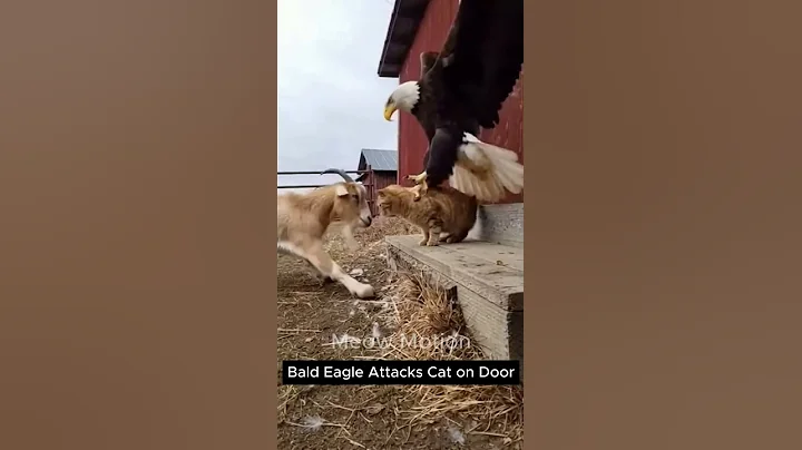 Video 11742311: dogs cats meowing, ginger cat, cat attacks, usa cat