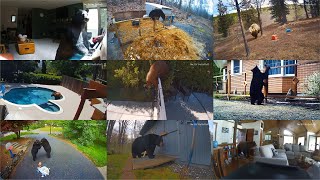 Hidden cam, caution bear Сompilation