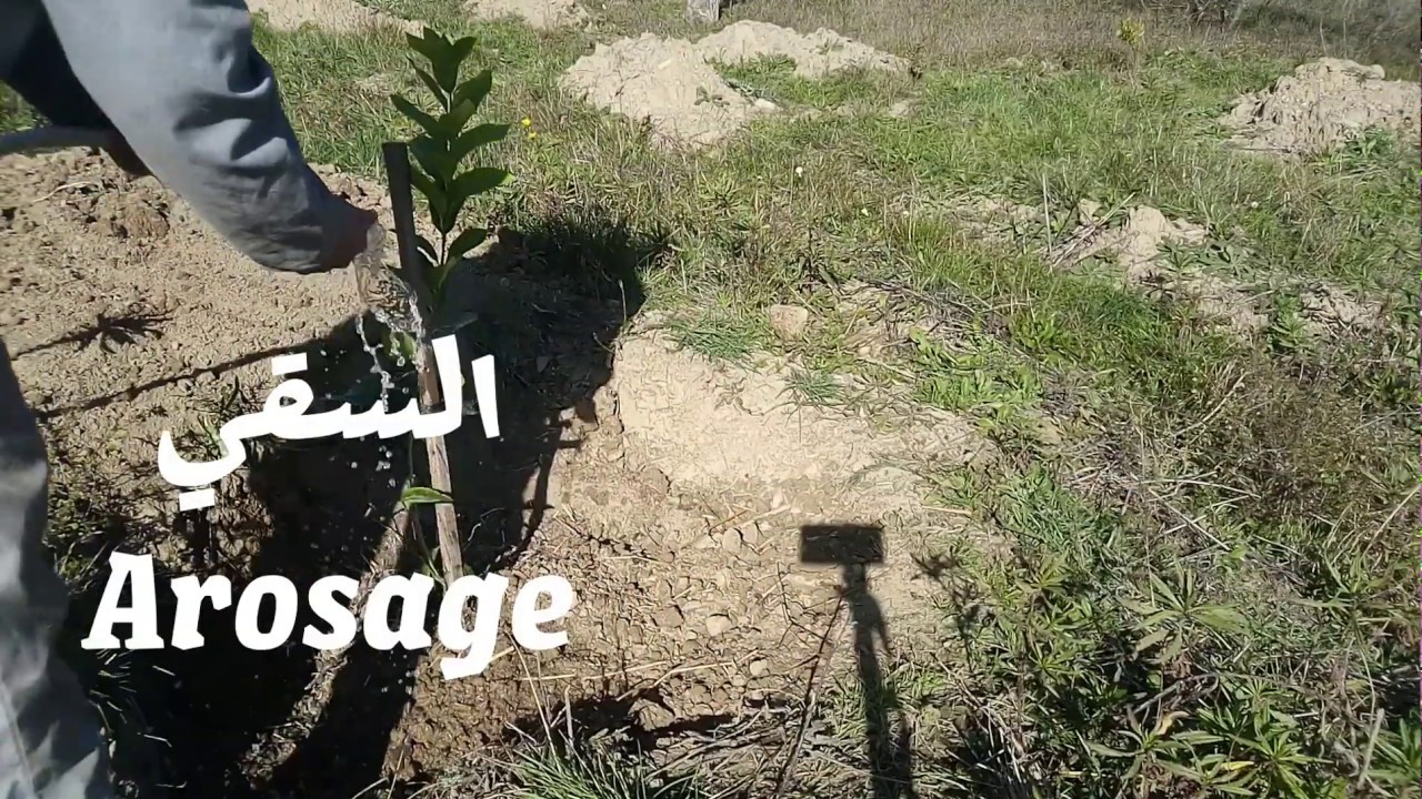 Plantation citronnier 4 saisons كيفية غرس أشجار الليمون