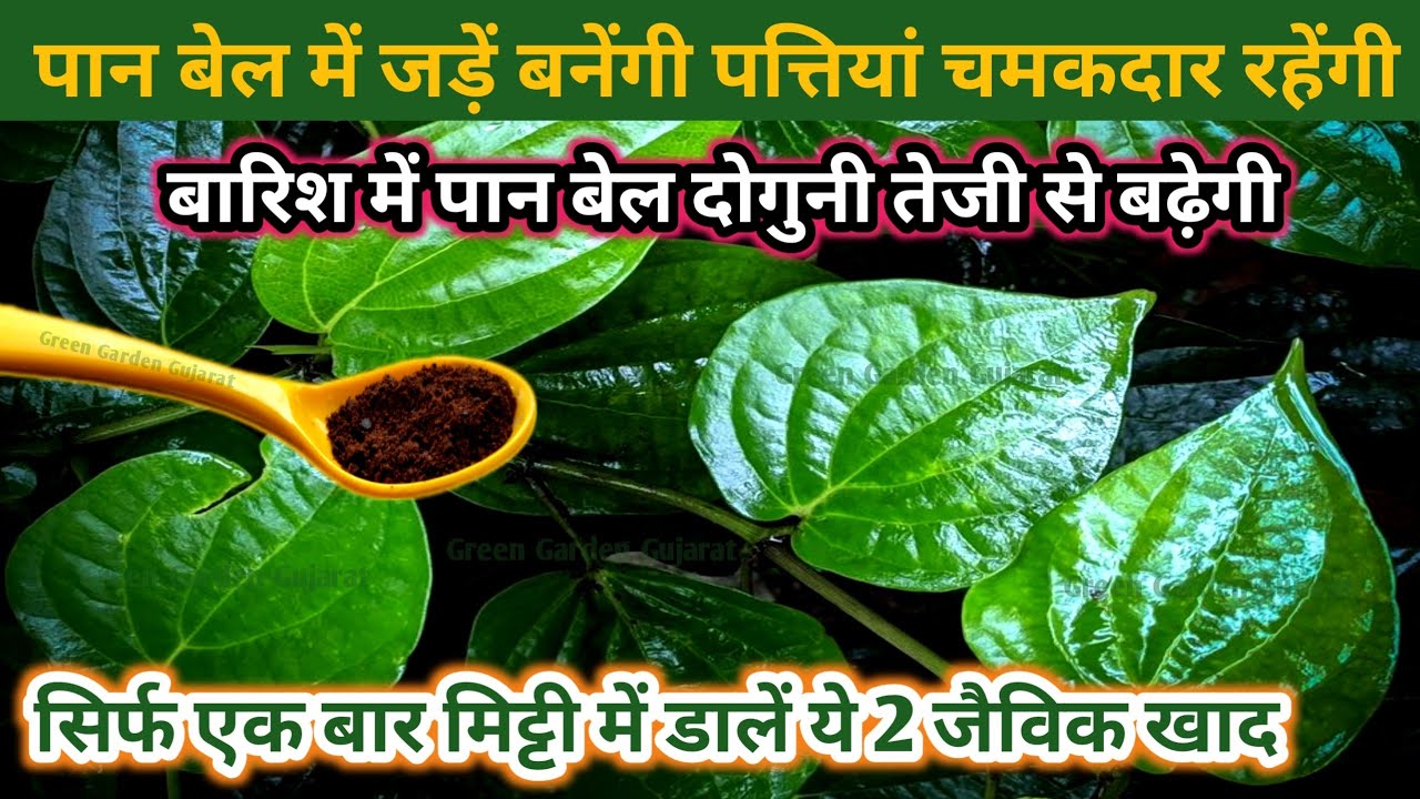 जून की बारिश में पान बेल में डालें 2 जैविक खाद.पान बेल बारिश में दोगुनी तेजी से बढ़ेगी/Betel leaf