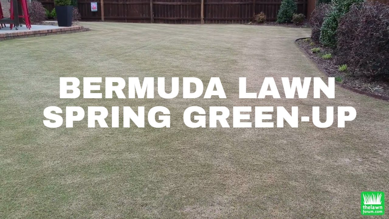 Bermuda Lawn Spring GreenUp YouTube