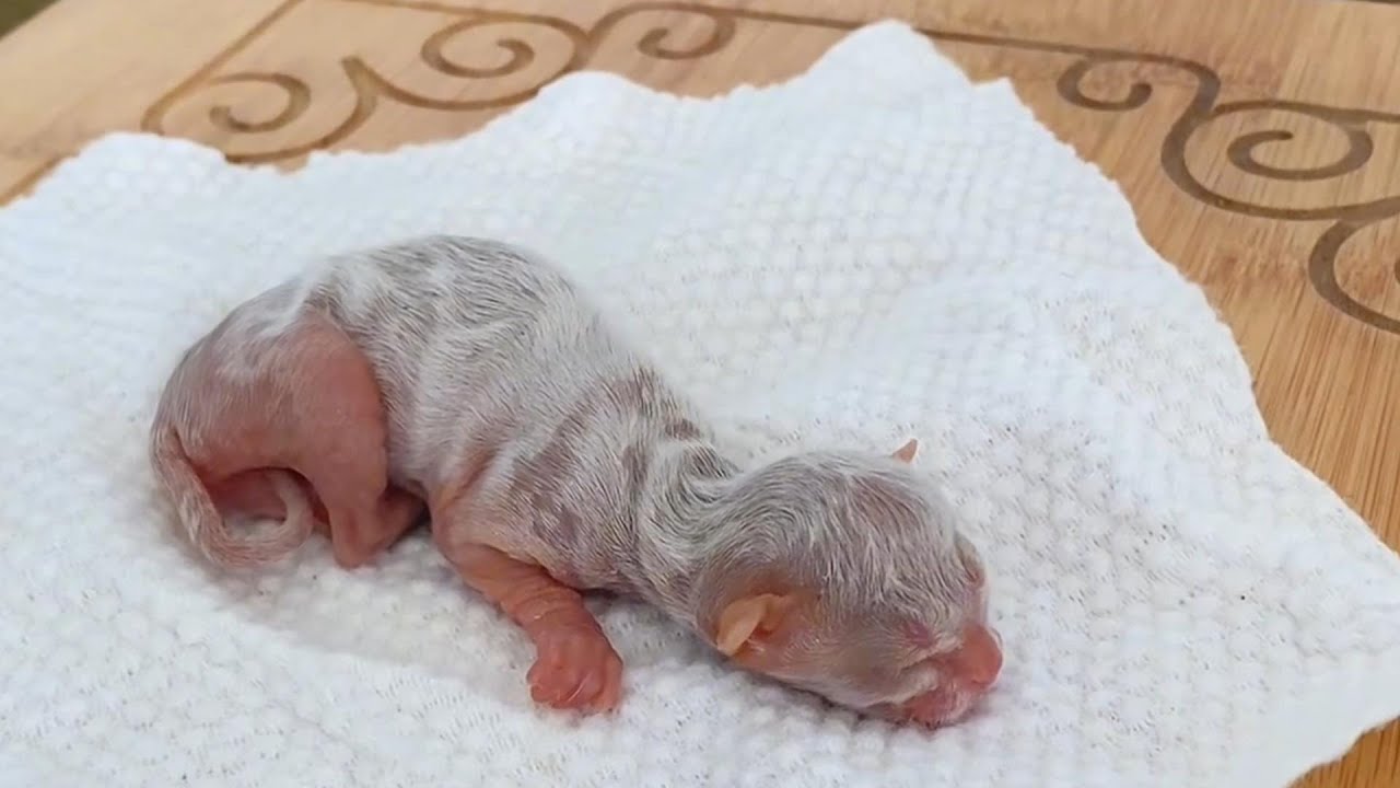 萬萬沒想到早產的小貓崽，居然被這位博主給養活了