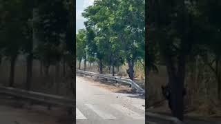 Γλαύκος
