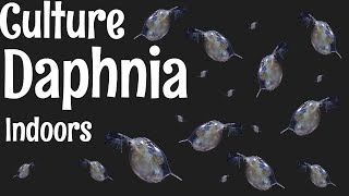 How to Culture Daphnia image