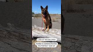 He’s showing you how the perfect tuck sit is done germanshepherd dog shorts