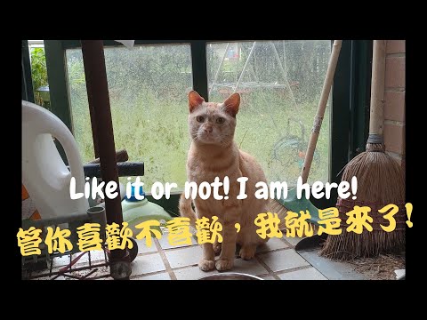 unexpected-stray-cats-to-my-house-|-不預期的流浪貓來到我家