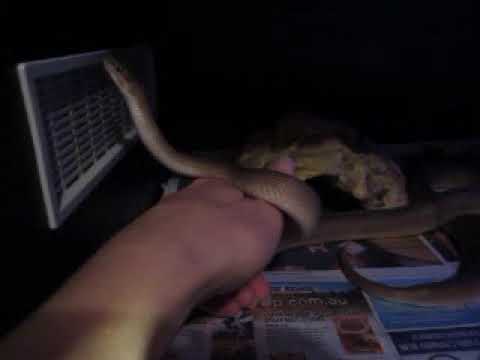 Oliver special needs childrens python comes to say hi and hang out