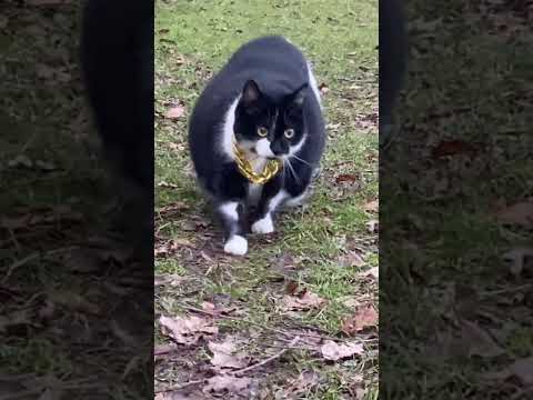 🤣🤣🤣fat cat video#