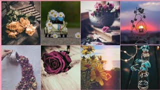 Flower Whatsapp Dps | Top 50 | Islamic Dpz | Beautiful Whatsapp Dp |Whatsapp Dp | Flower dpz screenshot 4