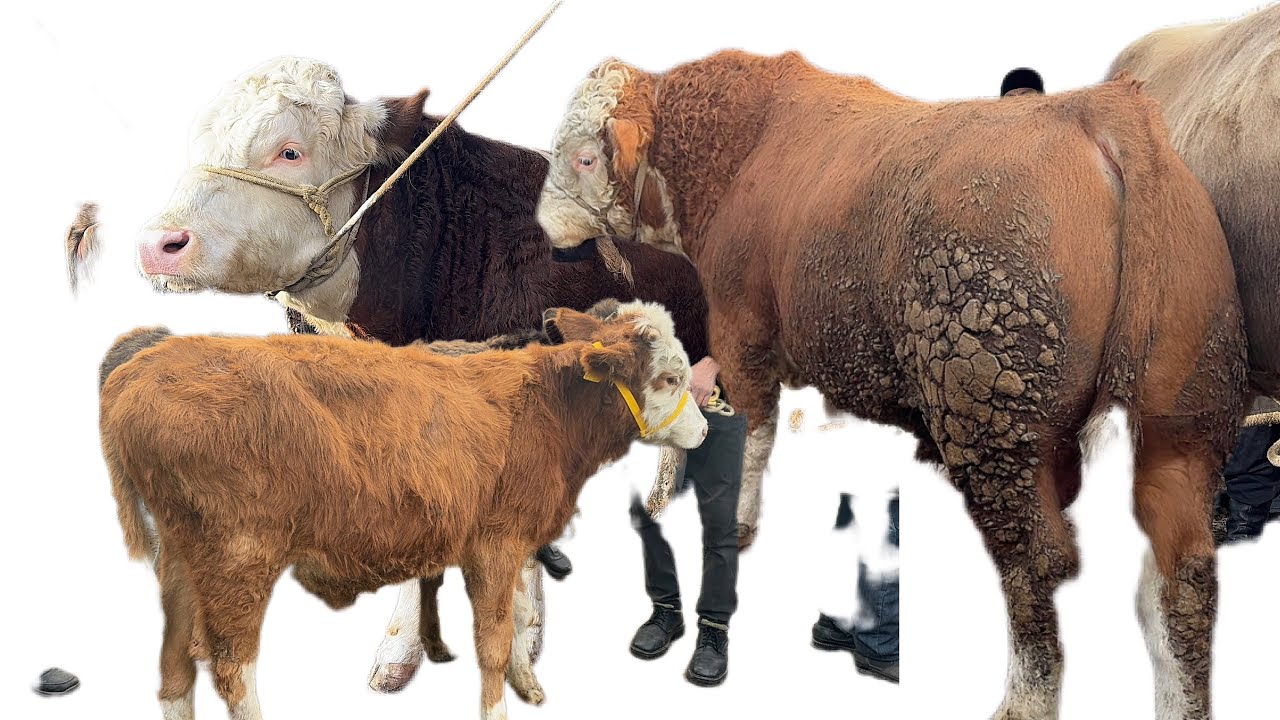 ТЕРГАЧИ ЎСПИРИН БОҚМА СЕМИЗ БУҚАЛАР НАРХЛАРИ БОЗОРЛАР ЮРИБ КЕТДИ. 