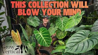 Incredible Philodendron - Grow Vertical Greenhouse Tour Part 1