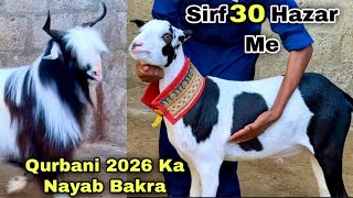 Fancy Bakra Ki Mandi Lag Gaye 🚨 | Qurbani 2026 Ka Bakray Sasta Rates Me 😍 