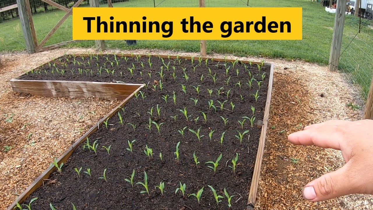 Thinning the raised bed garden vegetables! YouTube