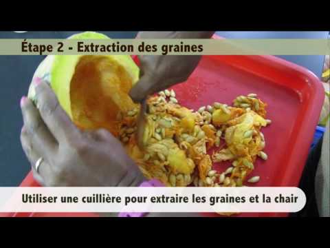 Vidéo: Rôtir les graines de citrouille - Conseils pour séparer les graines de citrouille de la pulpe