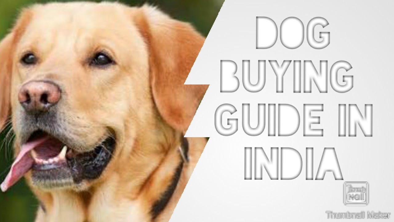 Dog Buying Guide In India