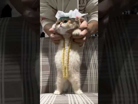 석유국 고양이