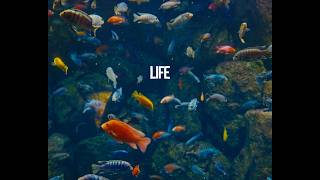 LIFE | Sony ZVE1