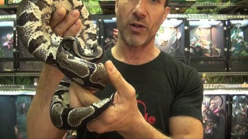 VPI Axanthic Ball Pythons For Sale. Buy at Big Apple Pet with Same Day Shipping.