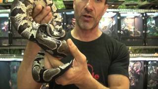 VPI Axanthic Ball Pythons For Sale. Buy at Big Apple Pet with Same Day Shipping. Net Worth