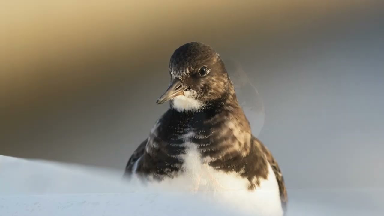 不期而遇—翻石鷸之美 - Ruddy turnstone