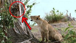 Малыш бабуина остался без мамы среди львов... Вы не поверите, ЧТО произошло потом!